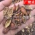 果实籽仁类金樱子金樱子肉
