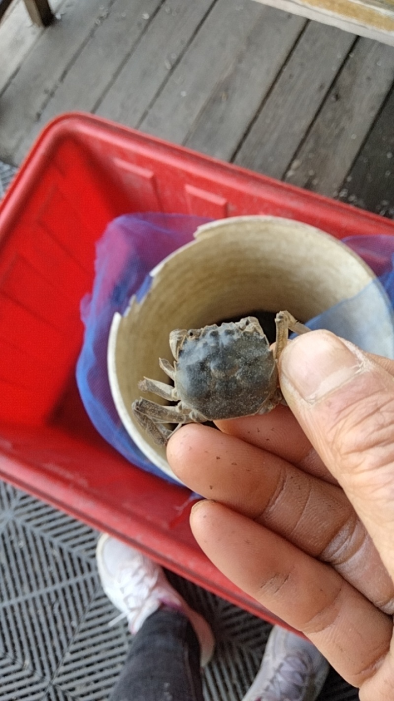 优质蟹苗保证质量，成活率高抗病能力强，无病无灾各种规格齐