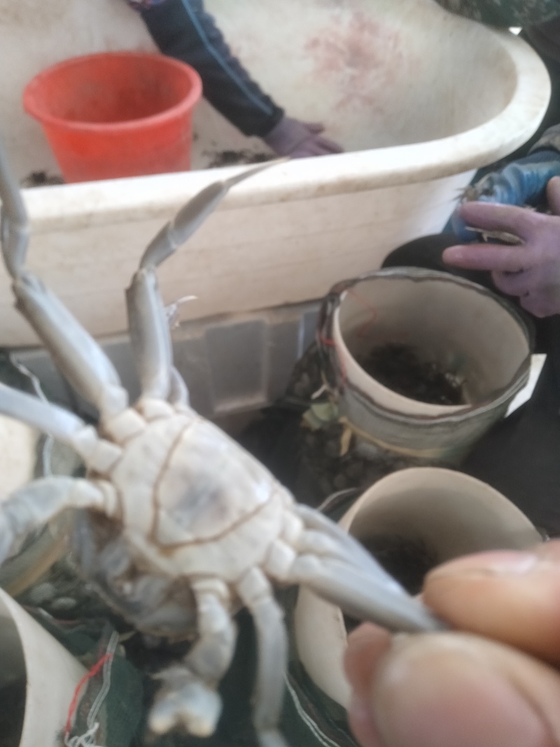 优质蟹苗保证质量，成活率高抗病能力强，无病无灾各种规格齐