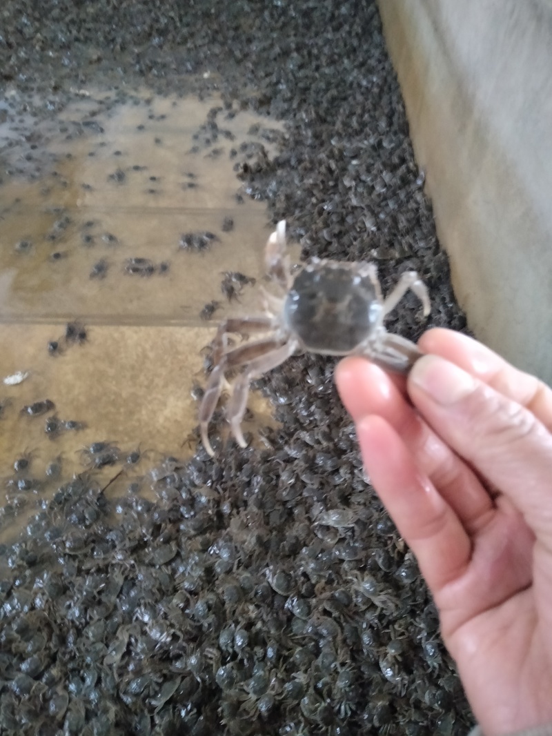 优质蟹苗保证质量，成活率高抗病能力强，无病无灾各种规格齐