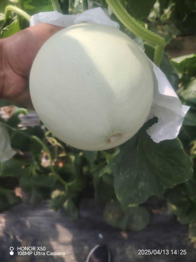 精品玉菇大量有货