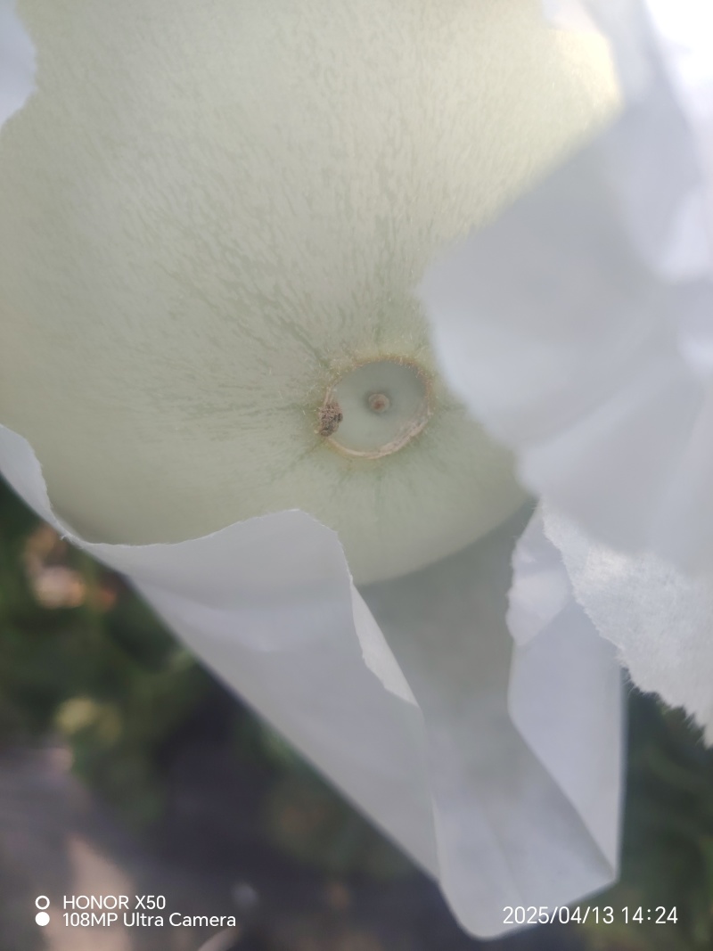 精品玉菇大量有货