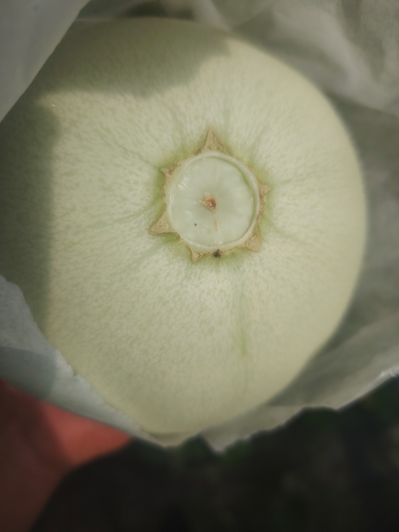 精品玉菇大量有货