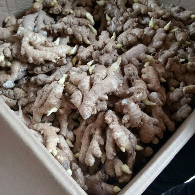高产脱毒姜种大量有货，各种姜种都有，出芽壮，姜高产