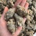 水洗35头滑头云南文山三七/量大价优/可视频看货/包邮