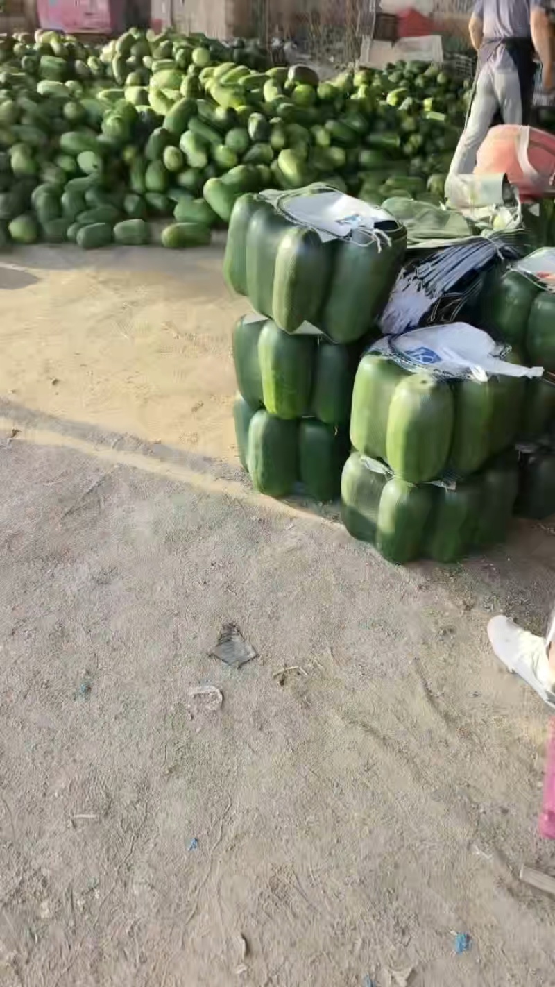 山东产地头茬绿皮小冬瓜大量上市，不限量供应！