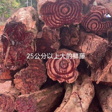 新鲜鸡血藤大藤基地直供可视频看货欢迎咨询
