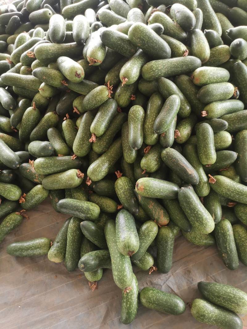 广西精品吊冬瓜已大量上市，工厂货市场货大量供应