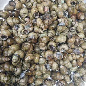江苏清水螺蛳批发物美价廉
