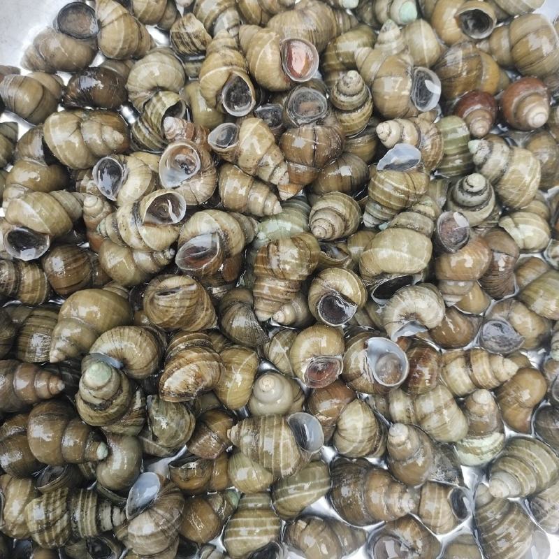 江苏清水螺蛳批发物美价廉