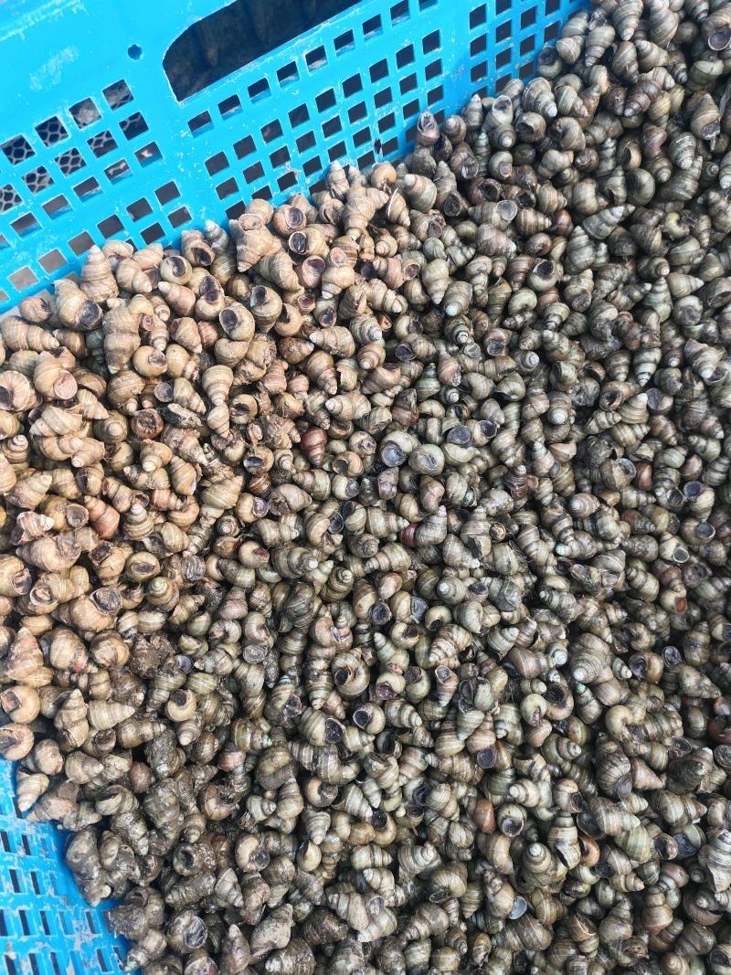 江苏清水螺蛳批发物美价廉
