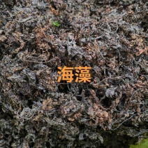海藻