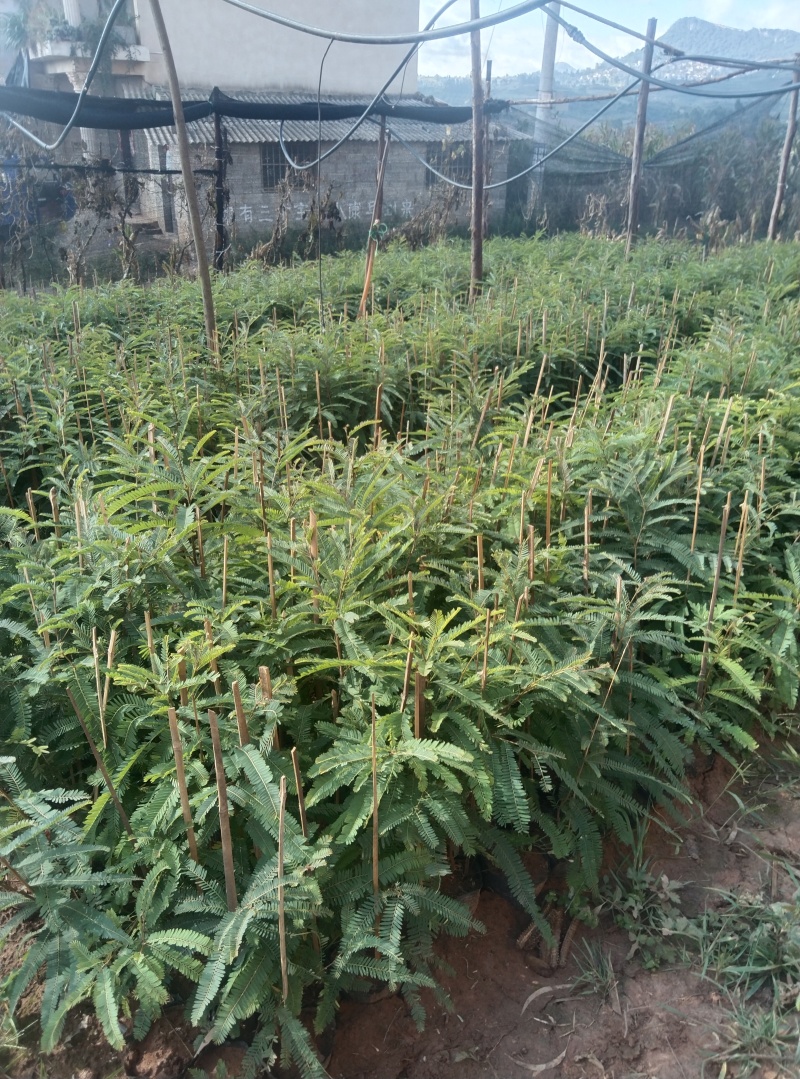 云南滇橄榄，余甘子苗。2年实生苗，果实大。