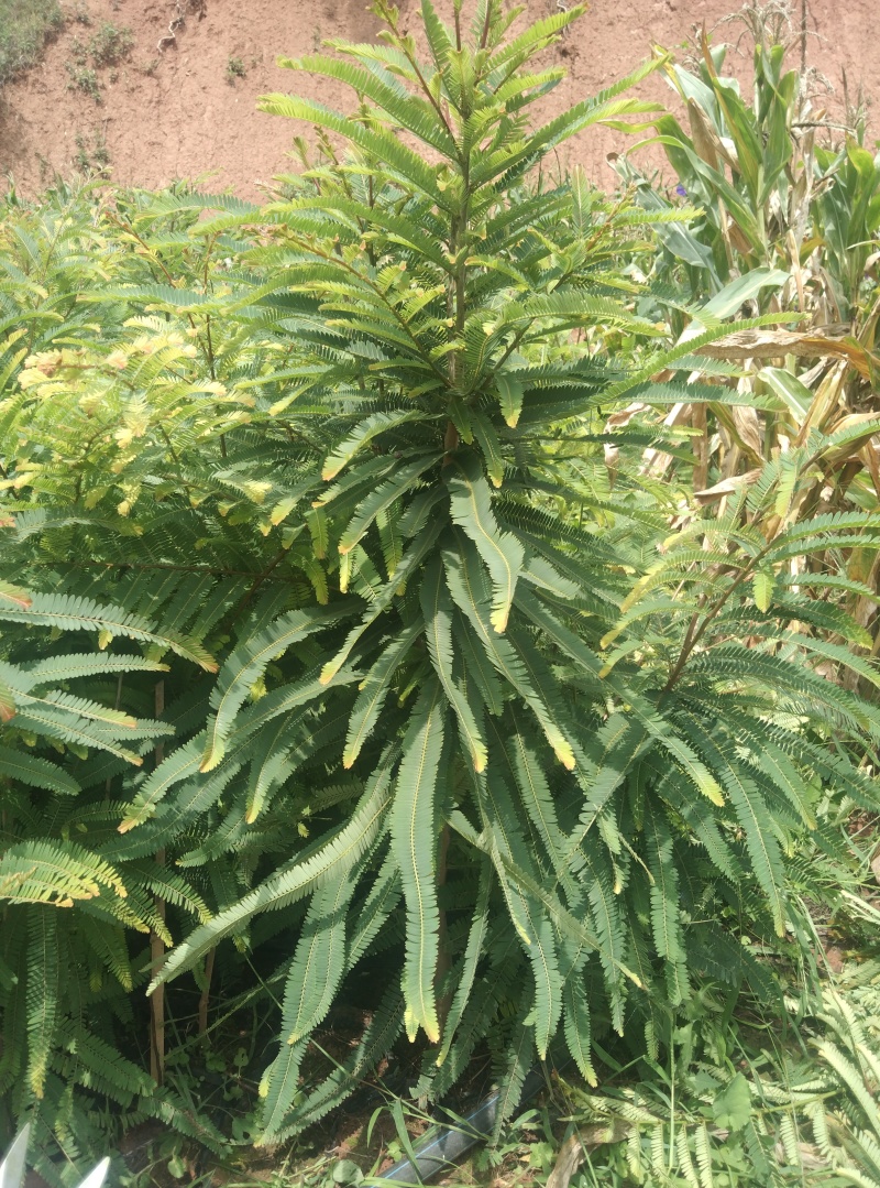 云南滇橄榄，余甘子苗。2年实生苗，果实大。