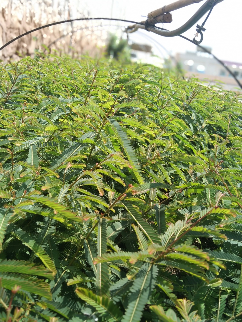 云南滇橄榄，余甘子苗。2年实生苗，果实大。