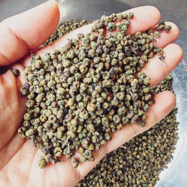 吴茱萸江西花新货