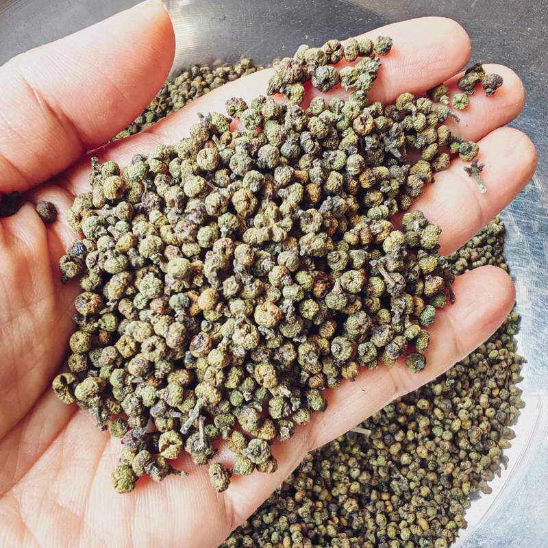 吴茱萸江西花新货