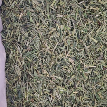 明前茶叶自家生产