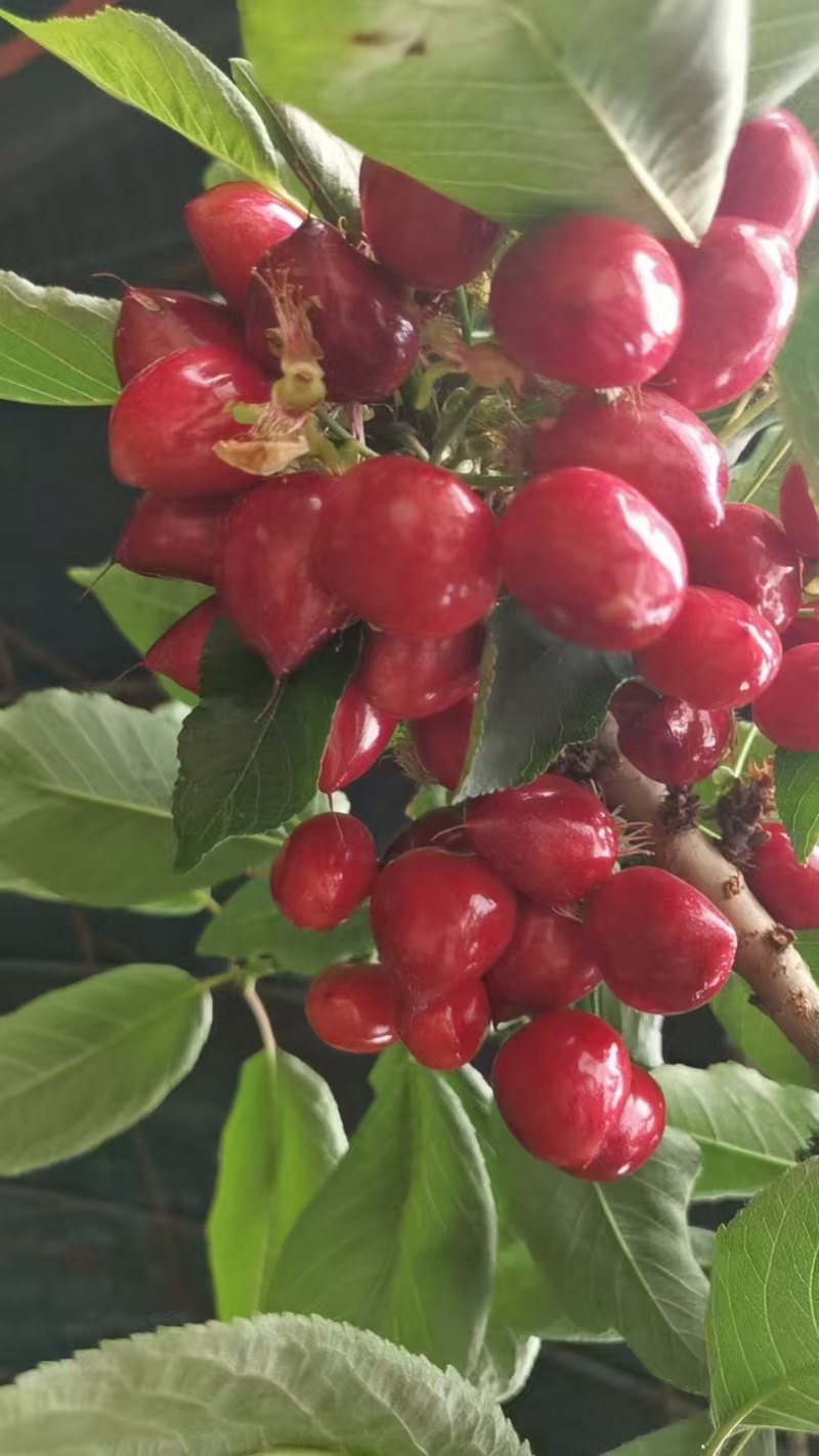 沙蜜豆大樱头
