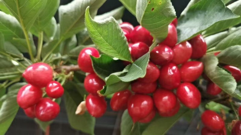 沙蜜豆大樱头
