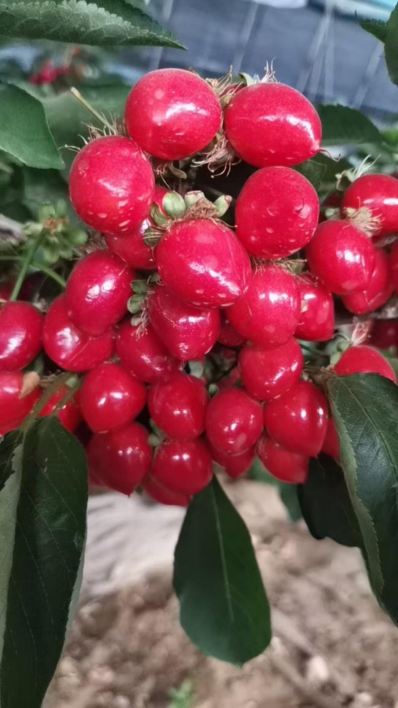 沙蜜豆大樱头