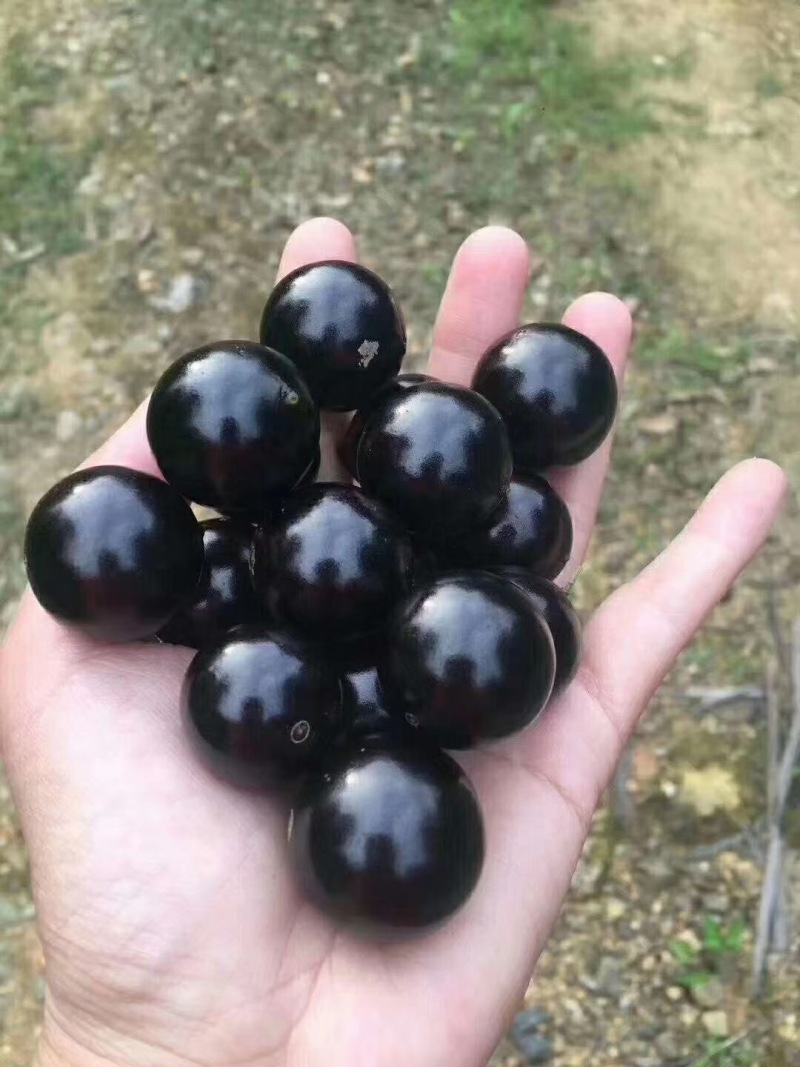 树葡萄
