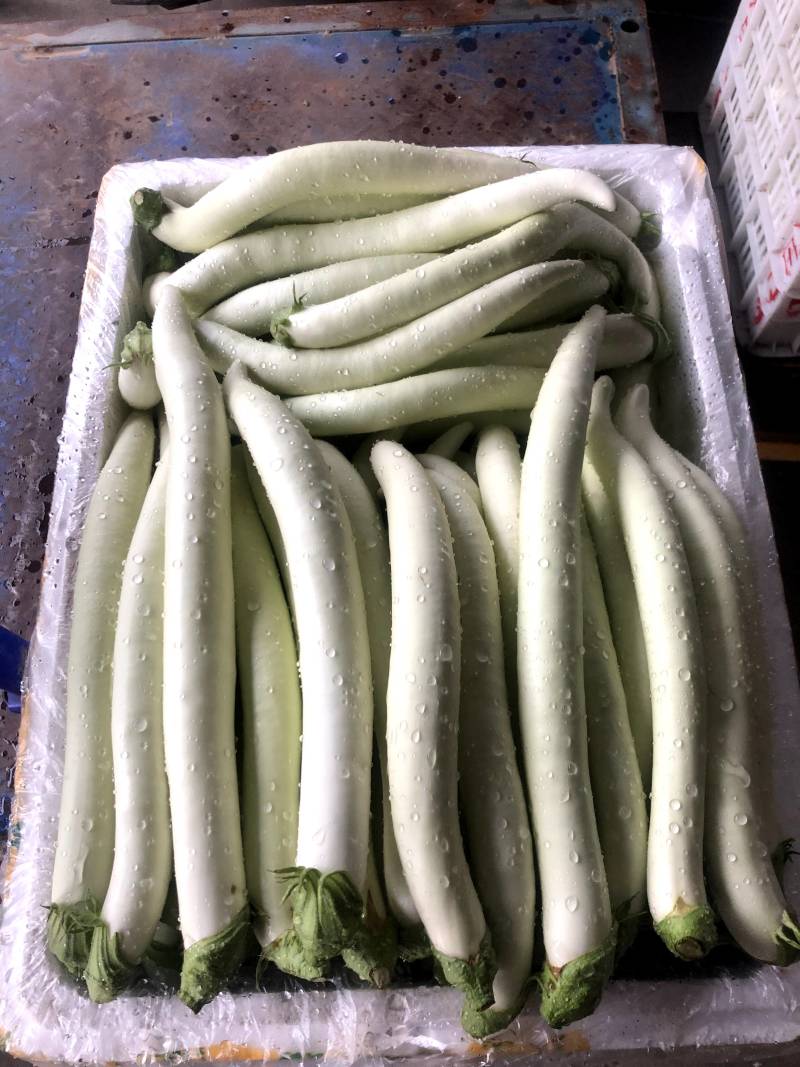 白长茄子