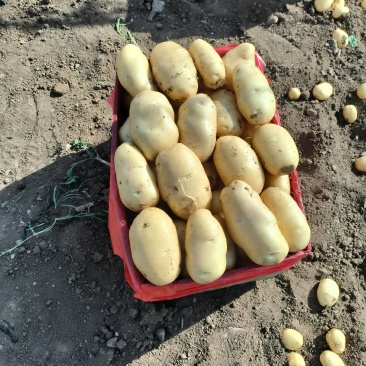 荷兰十五土豆基地直发对接全国量大从优一条龙服务