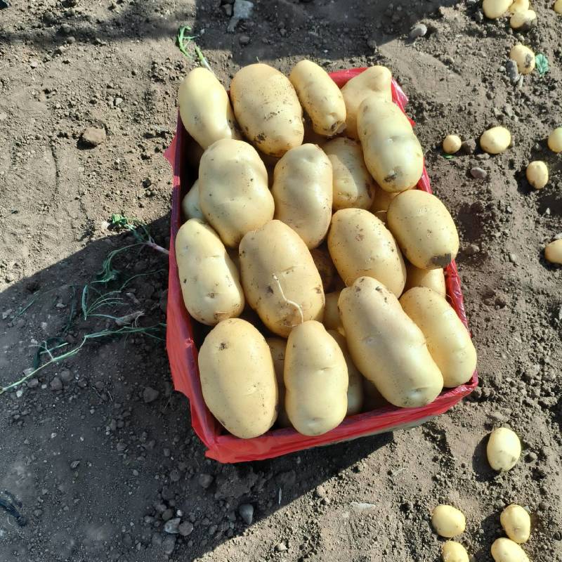 荷兰十五土豆基地直发对接全国量大从优一条龙服务