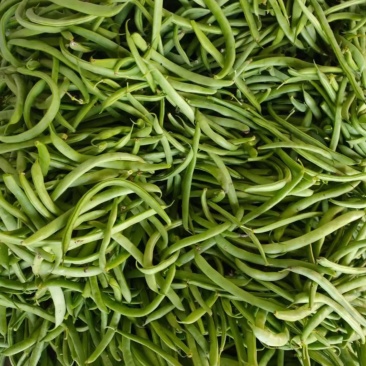 四季豆，芸豆，菜豆，玉豆，芜湖本地大量上市中，颜色好，