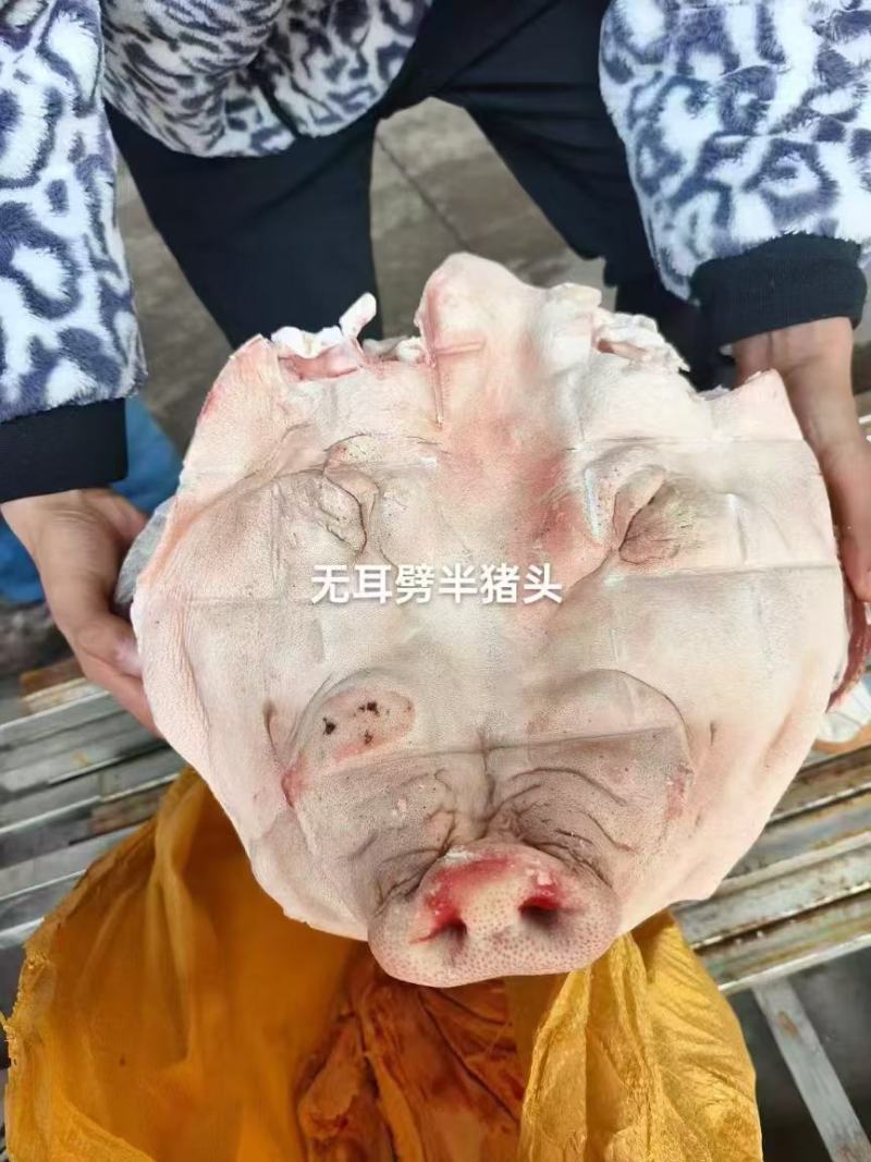 猪头