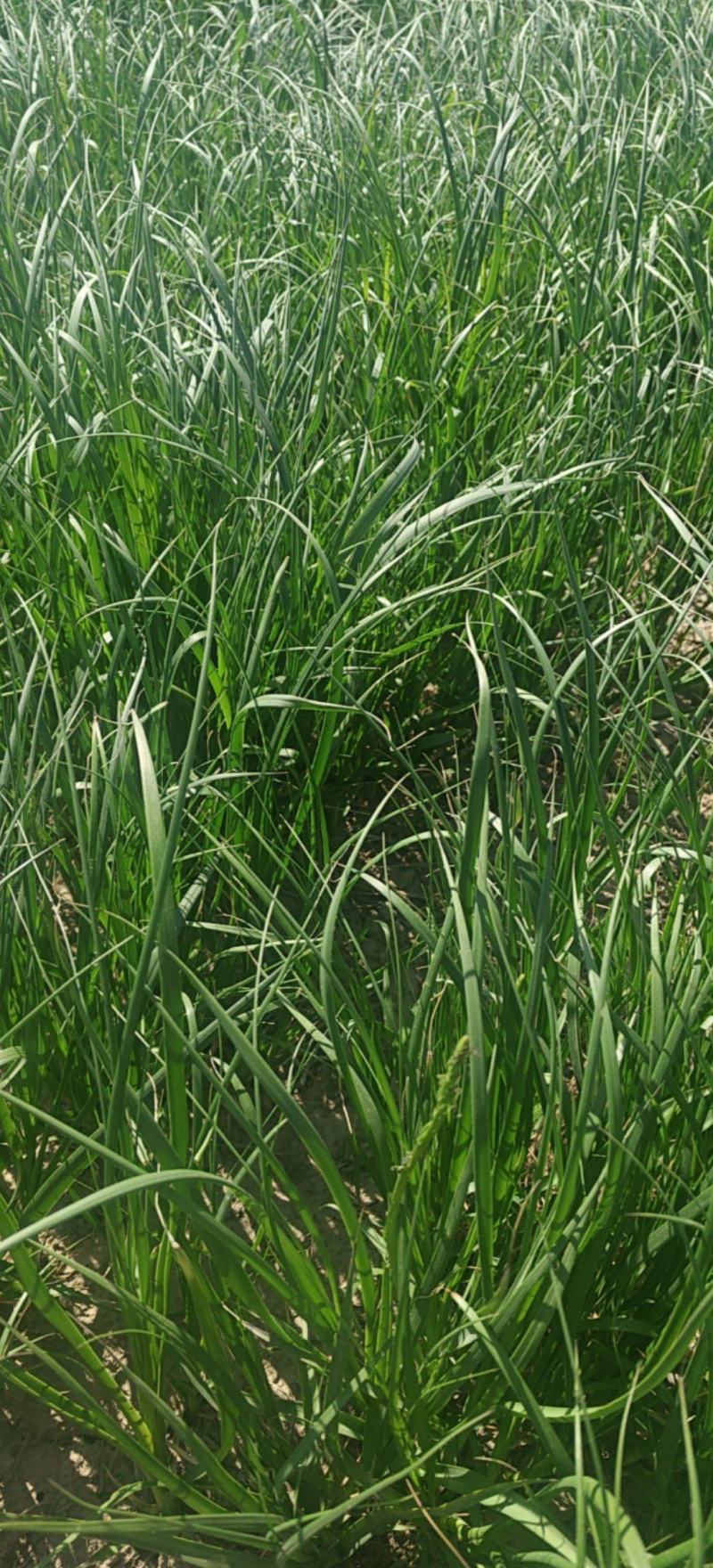 知母种苗基地现挖现发免费提供技术，优质知母苗量大从优