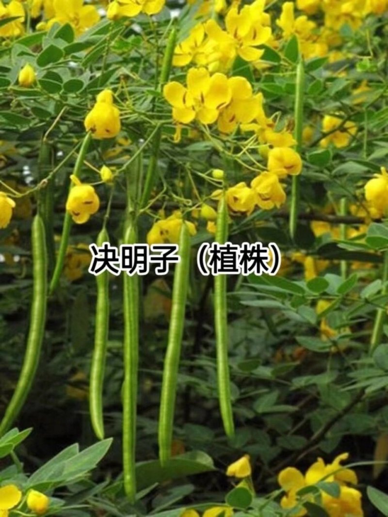 决明子种子，3-6月份均可播种，半年生长