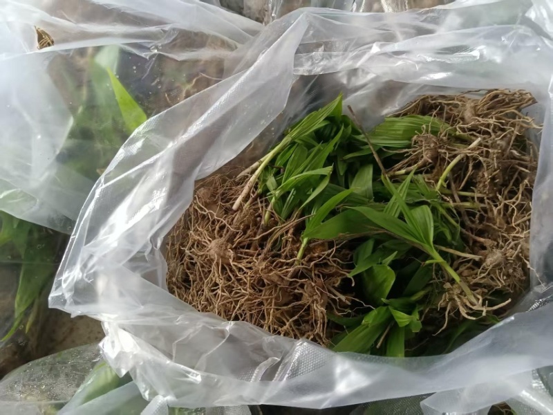 白芨种苗，速度联系量大从优，一手货源，四川产地直发