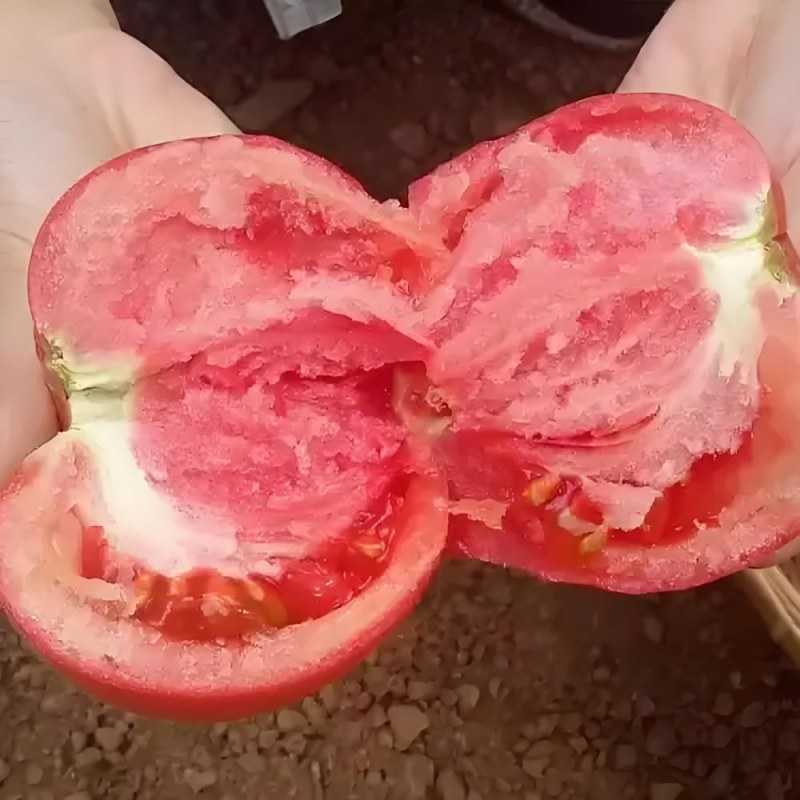 口感番茄