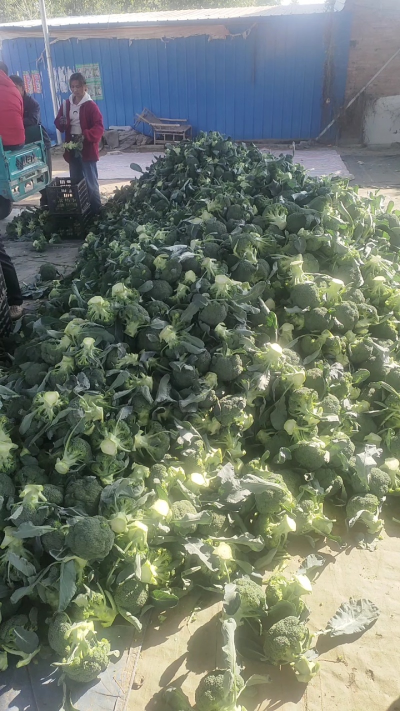 精品西兰花大量上市中