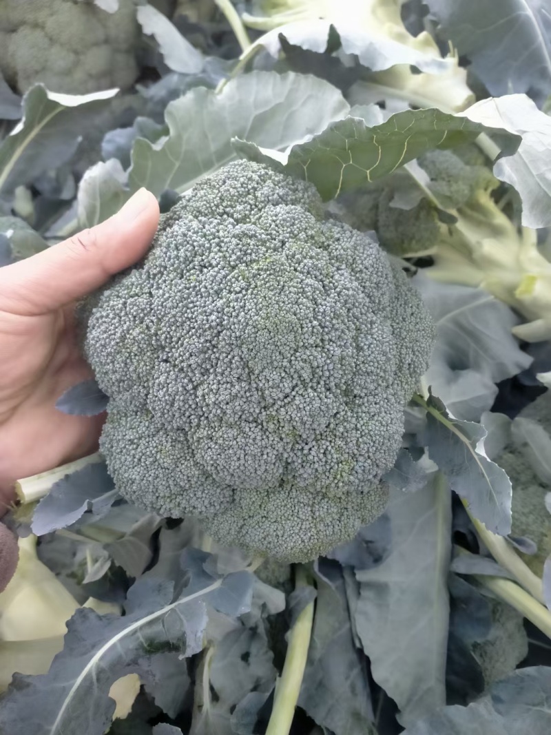 精品西兰花大量上市中