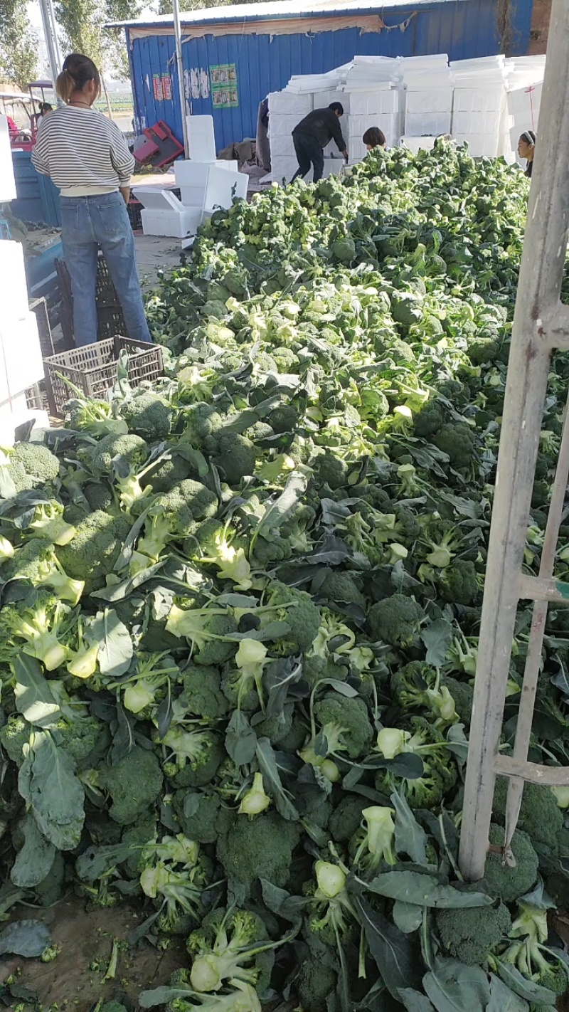 精品西兰花大量上市中