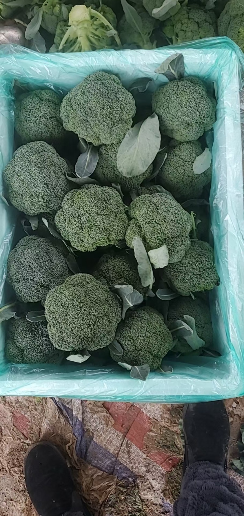 精品西兰花大量上市中