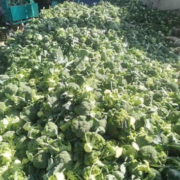 精品西兰花大量上市中