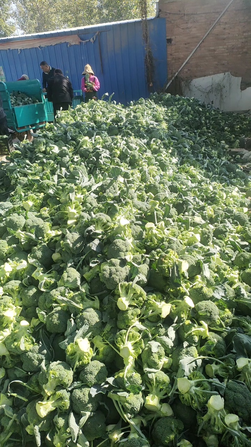 精品西兰花大量上市中