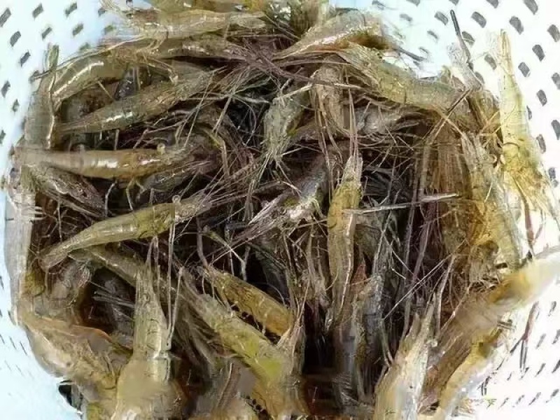 白鱼马口桃花