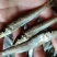 白鱼马口桃花