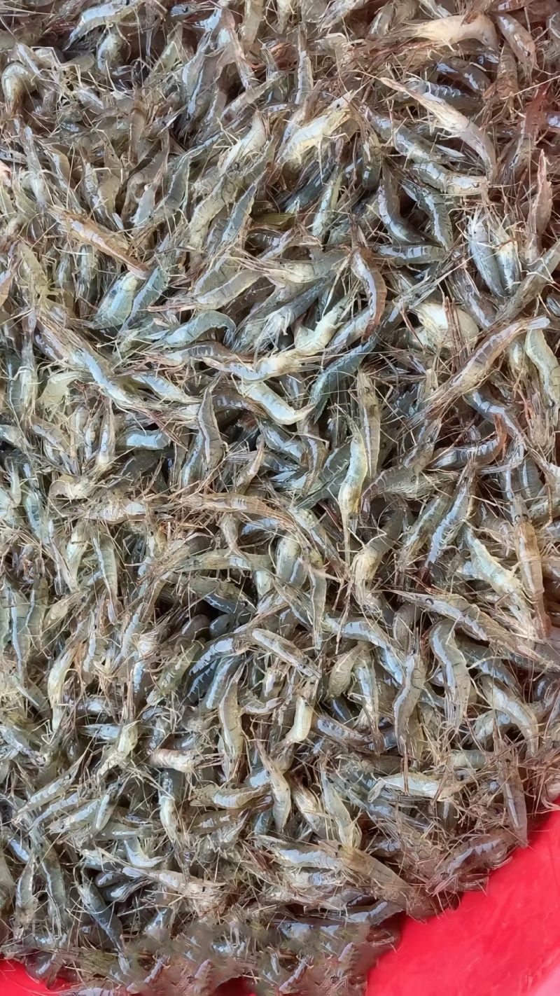 白鱼马口桃花