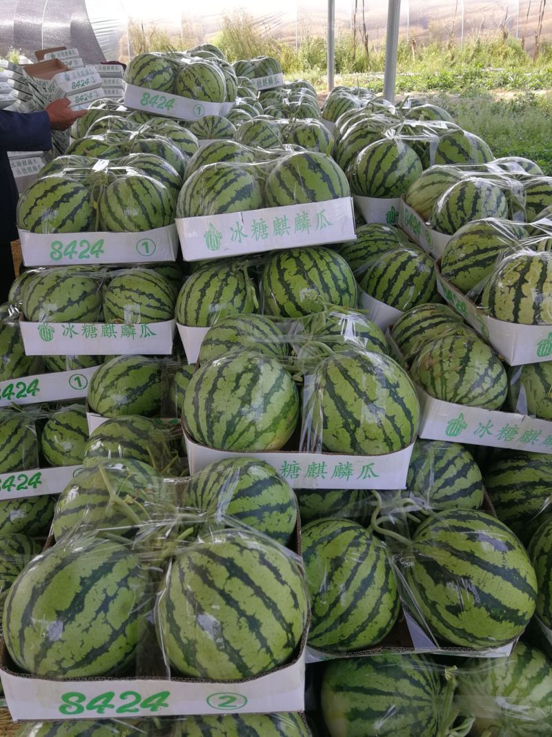 冰糖麒麟西瓜美都西瓜一手货源品质好价格亲民代收代发