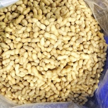 精品珍珠生花生产地一手货源颗颗饱满品质保证量大价优欢迎