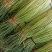 河南红帽长蒜薹，干苔无泡水对接电商市场加工储存