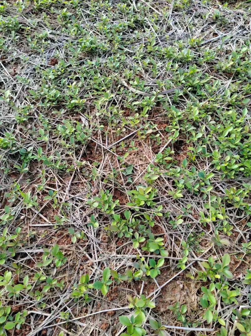 大量木荷小苗大量上市产地直发成活率高欢迎来电洽谈