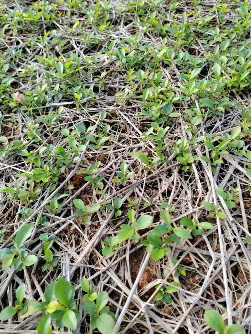 大量木荷小苗大量上市产地直发成活率高欢迎来电洽谈