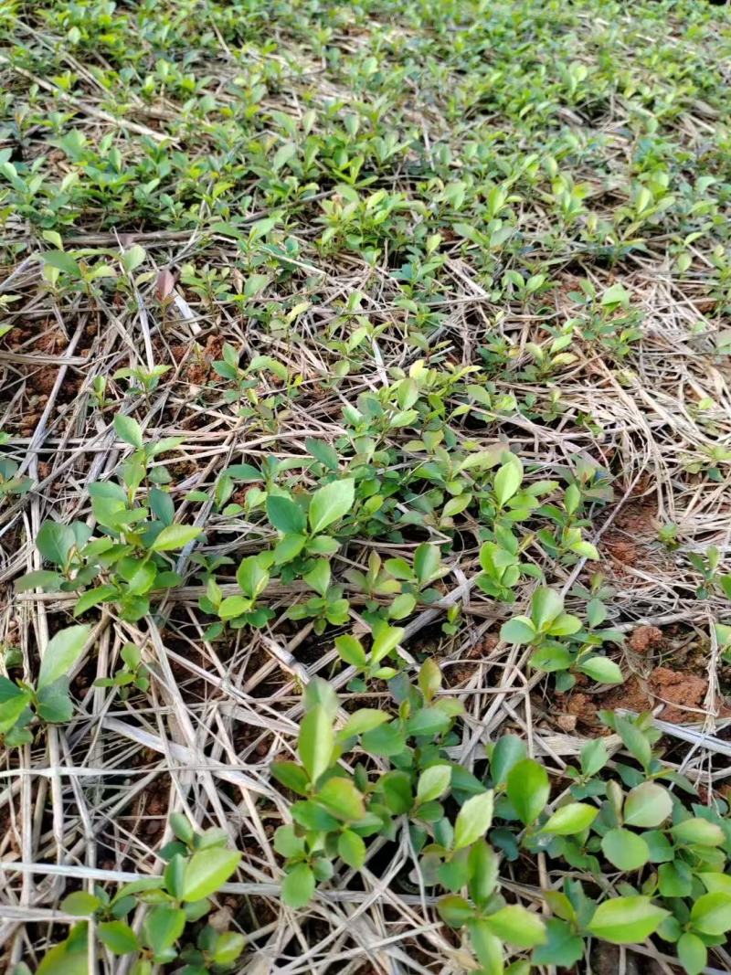 大量木荷小苗大量上市产地直发成活率高欢迎来电洽谈